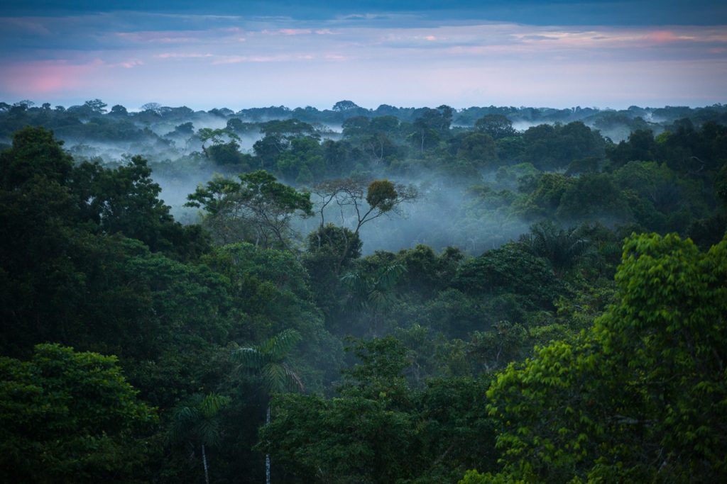 Amazon Rainforest